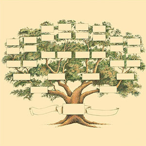 Stamboom genealogie diagram